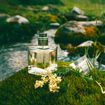 Damp Woods Fragrance Oil