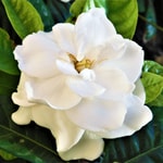 Island Gardenia Fragrance Oil