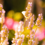 Love & Sunshine * BBW Type Fragrance Oil