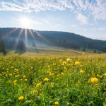 Mountain Meadow Fragrance Oil (Discontinued)