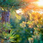 Southern Cedarwood Fragrance Oil