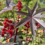 Castor Oil Plant