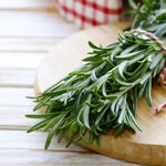 Rosemary Plant