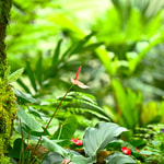 Rainforest Fragrance Oil
