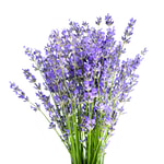 Lavender 40/42 Blendable Essential Oil