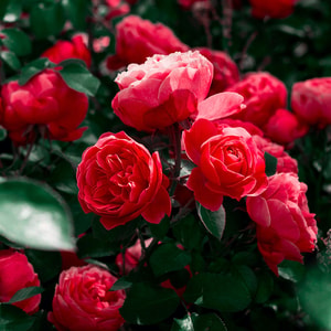 Bed of Roses Fragrance Oil