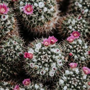 Cactus Blossom * BBW Type Fragrance Oil