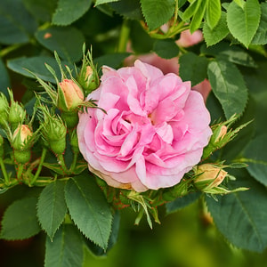 Damask Rose Fragrance Oil