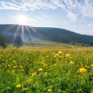 Mountain Meadow Fragrance Oil (Discontinued)