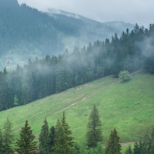 Mountain Mist Fragrance Oil