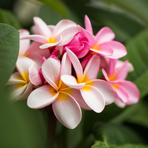 Pua Melia (Plumeria) Fragrance Oil