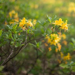Honeysuckle Hollow Fragrance Oil