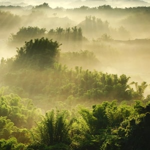 Morning Mist Fragrance Oil