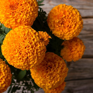 Cempasuchil (Marigold) Fragrance Oil