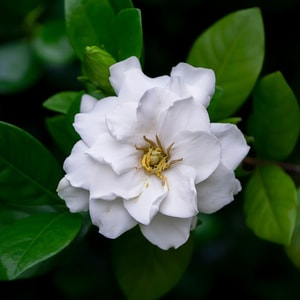 Gardenia Blendable Fragrance Oil