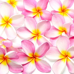 Plumeria Blendable Fragrance Oil