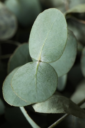 Eucalyptus