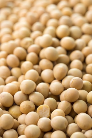 Soy beans background