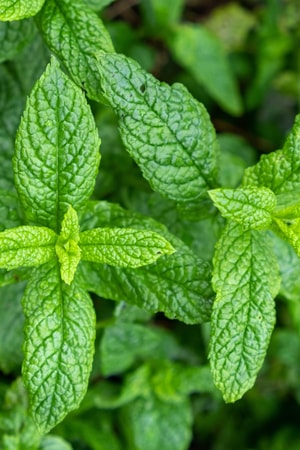 SpearmintLeaf