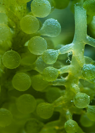 Algae