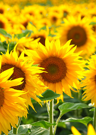 SunflowerExtractWhatsInside