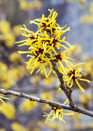 WitchHazel2.0