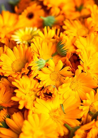 MarigoldFlowers