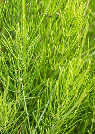 horsetail