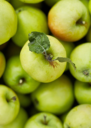 Apples