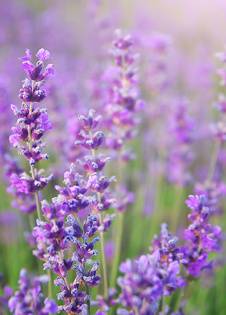 Lavender