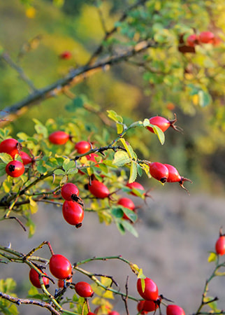 Rose Hips