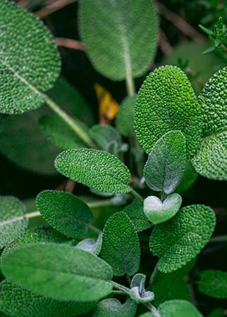 sage3