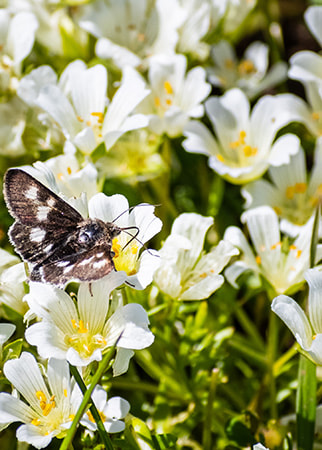 Meadowfoam Seed Oil