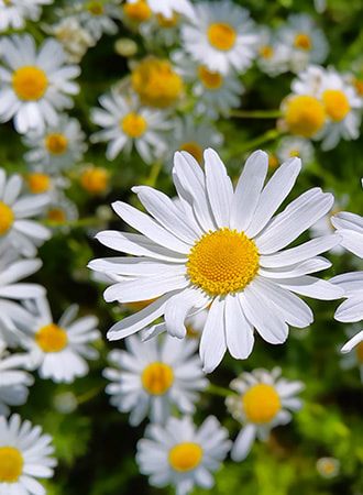 ingredient-slider-chamomile