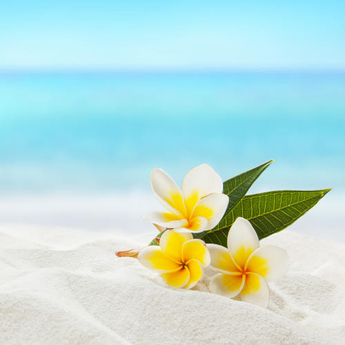 At the Beach * BBW Type Fragrance Oil