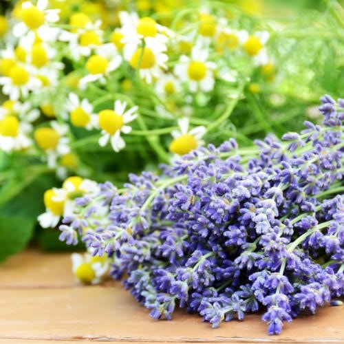 Lavender Chamomile Fragrance Oil