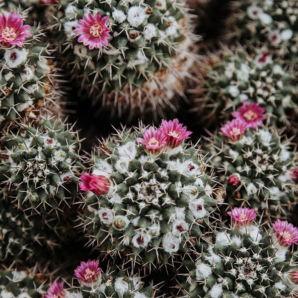 Cactus Blossom * BBW Type Fragrance Oil