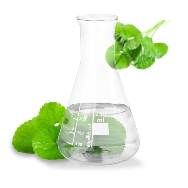 Gotu Kola - Pennywort Extract