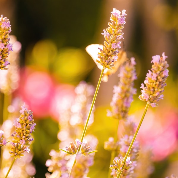 Love & Sunshine * BBW Type Fragrance Oil