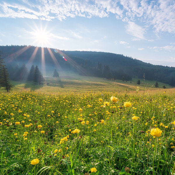 Mountain Meadow Fragrance Oil (Discontinued)