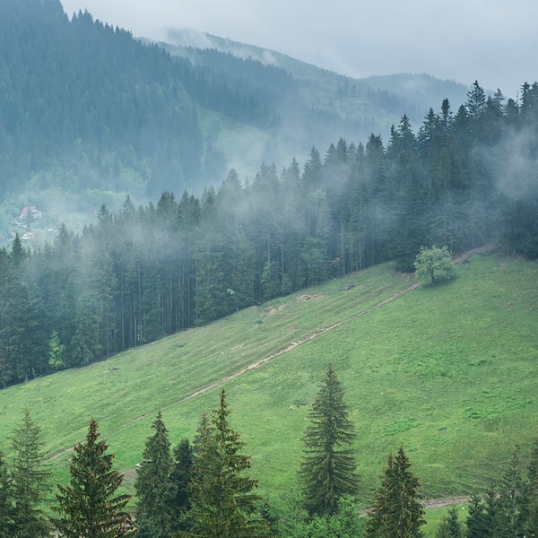 Mountain Mist Fragrance Oil