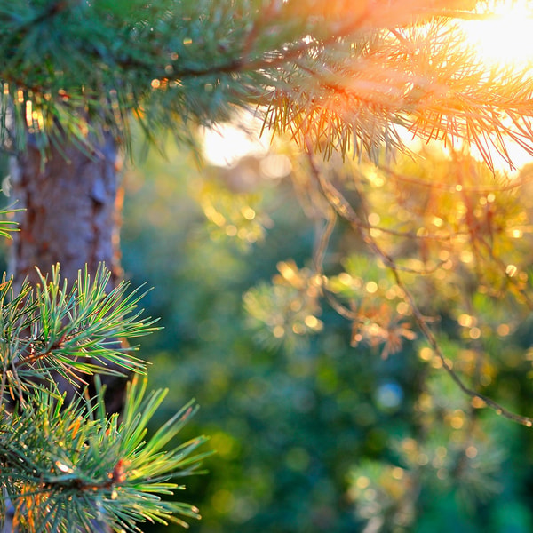 Southern Cedarwood Fragrance Oil