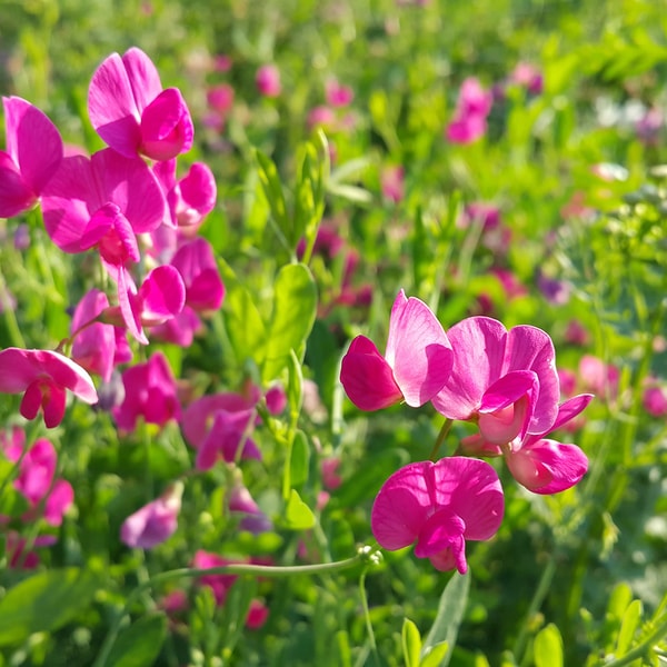 Sweet Pea * BBW Type Fragrance Oil
