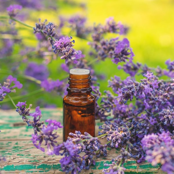 Lavandin Grosso Blendable Organic Essential Oil