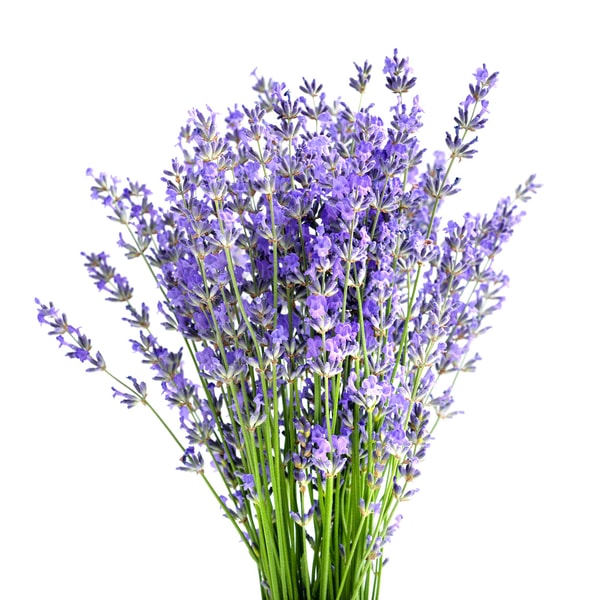 Lavender 40/42 Blendable Essential Oil
