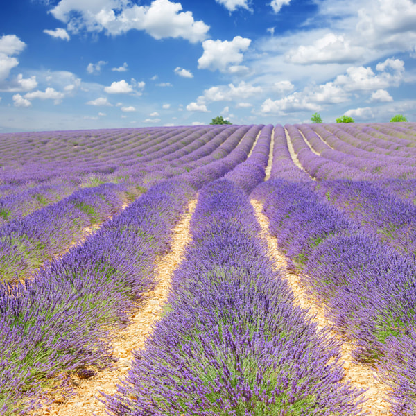 Lavender 40/42 Blendable Essential Oil