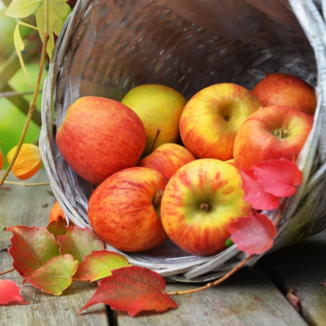 A close-up view of a rustic, tipped-over woven basket spilling fresh, vibrant red and yellow apples onto a weathered wooden surface, beautifully surrounded by scattered, colorful autumn leaves.